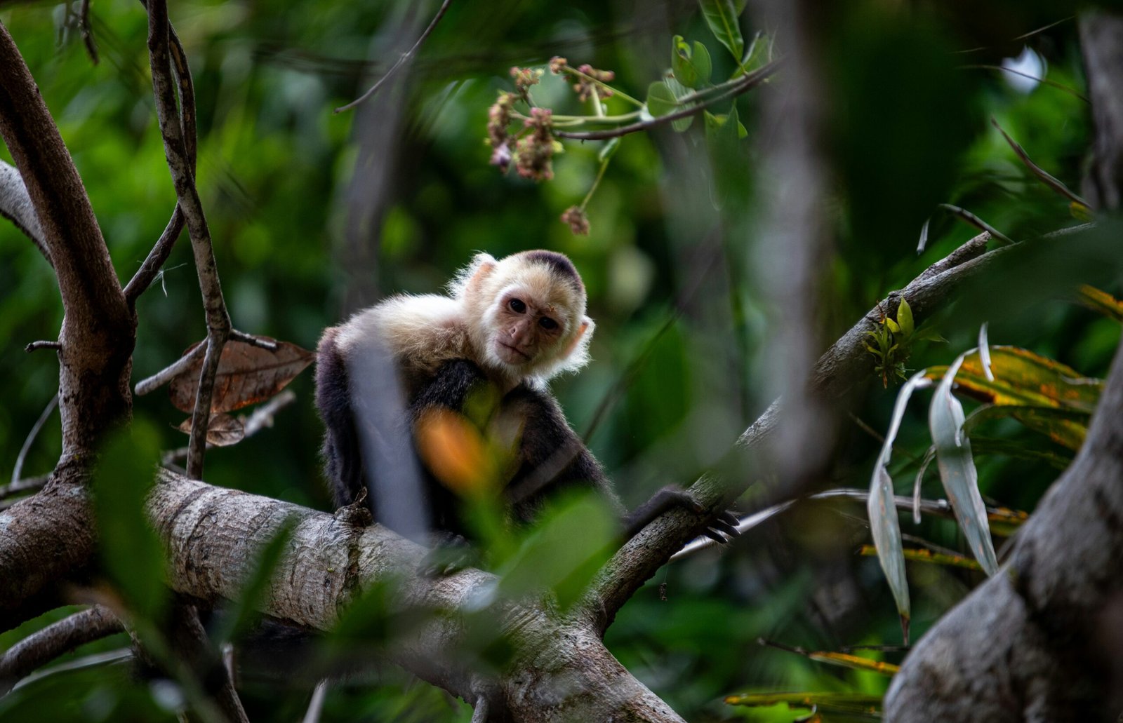 Discover the Magic of Manuel Antonio: Costa Rica’s Natural Treasure