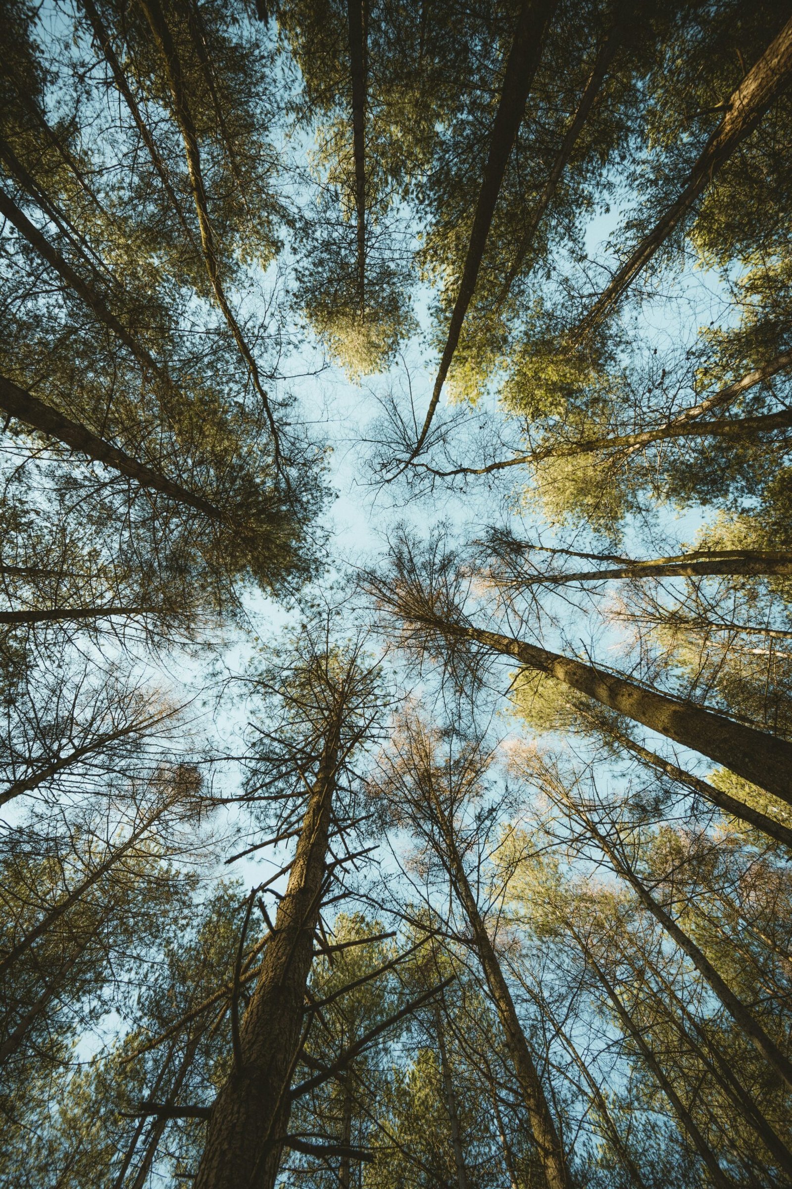 low angle photography of trees during daytime